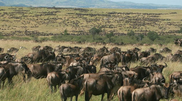 Where is Maasai Mara National Reserve