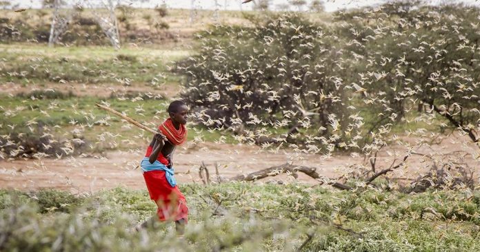 A swarm of desert locusts spotted in Kenya