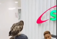 Nairobi’s Birdman Visits Safaricom Headquarters, Reportedly Signs Deal Nairobi's Birdman Visits Safaricom Headquarters, Reportedly Signs Deal. Rodgers Oloo alias Birdman visits Safaricom offices in Nairobi. Picture/Courtesy