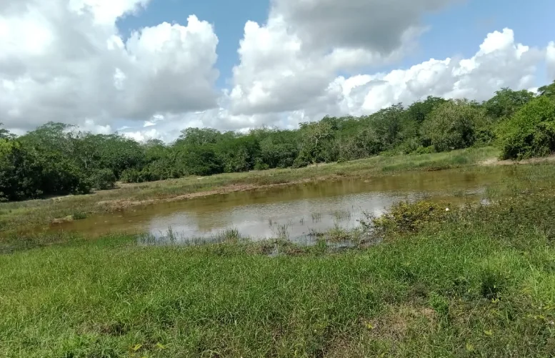 Top 10 Most Underrated Travel Destinations in Kenya. A seasonal pond inside the Arabuko Sokoke Forest