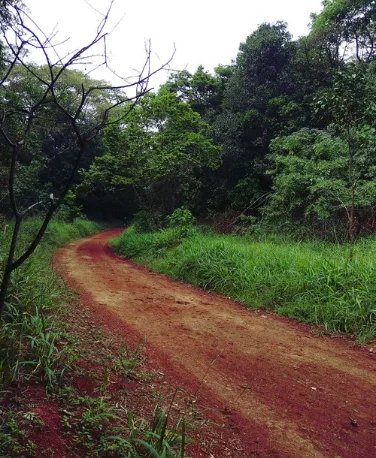 Top 10 Most Underrated Travel Destinations in Kenya. Karura Forest trail. Picture/Courtesy