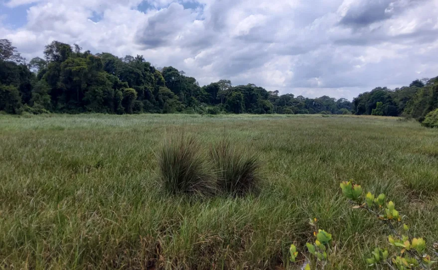 Top 10 Most Underrated Travel Destinations in Kenya. Saiwa Swamp National Park. Picture/X